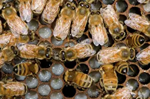 Tending: Honeybees Tending Larvae