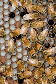 Tending: Honeybees Tending Larvae