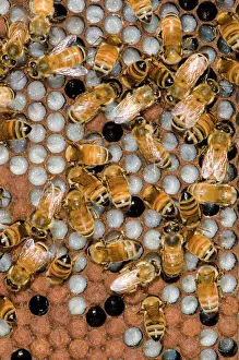 Tending: Honeybees Tending Larvae