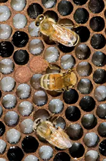 Tending: Honeybees Tending Larvae
