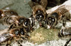 Honeybee: HONEYBEES X5 - drinking honey