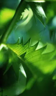 Honeybush: Honeybush