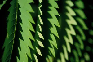 Honeybush: Honeybush