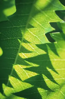 Honeybush: Honeybush