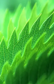 Honeybush: Honeybush