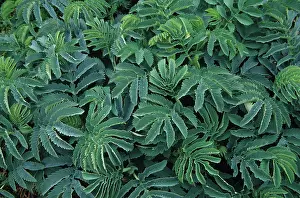 Honeybush: Honeybush