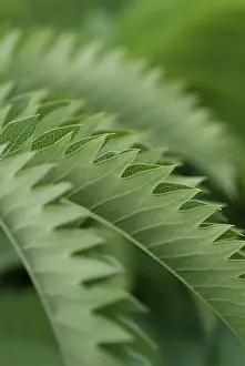 Honeybush: Honeybush