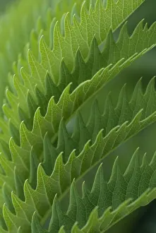 Honeybush: Honeybush