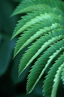 Honeybush: Honeybush