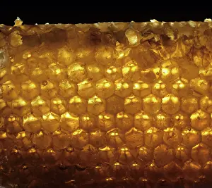 Cell: Honeycomb