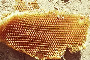 Comb: Honeycomb