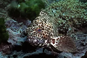 Cods: Honeycomb cod - common along most coral reefs