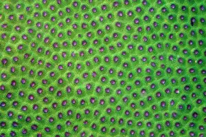 Flores: Honeycomb Coral (Diploastrea heliopora) corallites