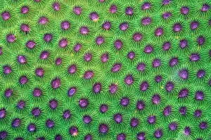 Flores: Honeycomb Coral (Diploastrea heliopora) corallites