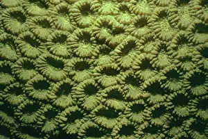Polyps: Honeycomb Coral - Polyps