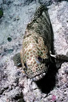 Rockcod: Honeycomb Grouper