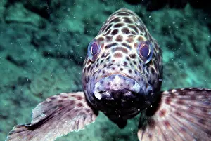 Rockcod: Honeycomb Grouper - Great Barrier Reef
