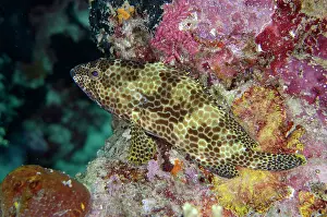 Menjangan: Honeycomb Grouper - Post 1 dive site, Menjangan Island, Bule