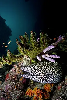 Favagineus: Honeycomb Moray Eel