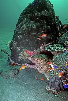 Favagineus: Honeycomb Moray Eel - can grow 2 meters in length