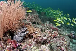 Lutjanus: Honeycomb Moray Eel - with school of Bluelined