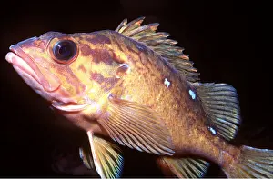 Rockfish: HONEYCOMB ROCKFISH
