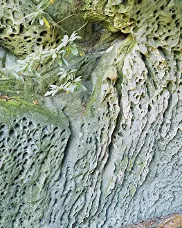 Tafoni: Honeycomb Sandstone