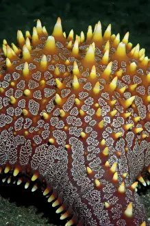 Honeycomb: Honeycomb Sea Star - Jahir dive site, Lembeh Straits