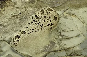 Tafoni: Honeycomb Weathering