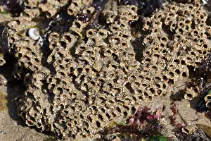 Tubes: Honeycomb Worm Tubes - Low Tide Shore