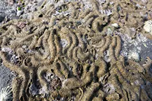 Tubes: Honeycomb Worm Tubes - Low Tide Shore