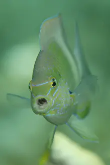 Straits: Honeyhead Damsel