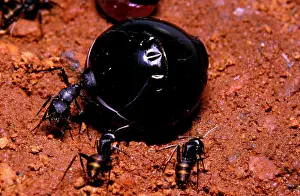 Camponotus: Honeypot ant - replete