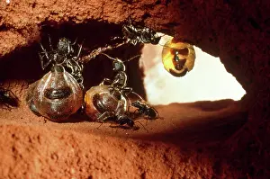 Camponotus: HONEYPOT ANT - replete, hanging from roof of larder