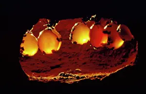 Camponotus: Honeypot Ants - in replete chamber