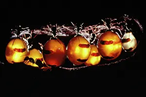 Camponotus: HONEYPOT ANTS - In replete chamber