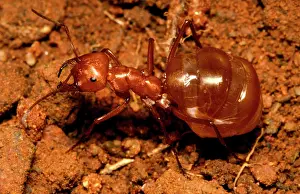 Times: Honeypot or Furnace ant - 'repleteI full of honey