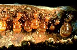 Times: Honeypot or Furnace ants - 'repletesI suspended