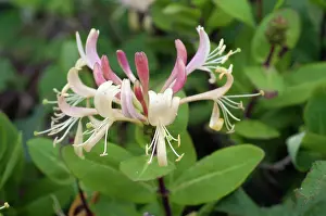 Honeysuckle: Honeysuckle