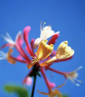Honeysuckle: Honeysuckle