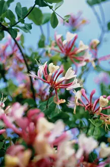 Honeysuckle: Honeysuckle