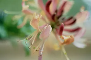 Honeysuckle: Honeysuckle