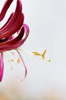 Honeysuckle: Honeysuckle