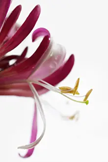 Honeysuckle: Honeysuckle