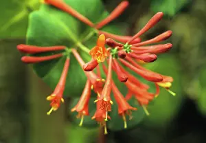 Honeysuckle: Honeysuckle