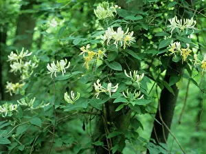 Honeysuckle: Honeysuckle