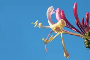 Honeysuckle: Honeysuckle