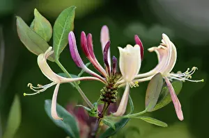 Honeysuckle: Honeysuckle