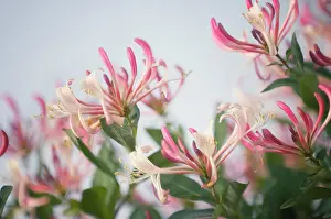 Honeysuckle: Honeysuckle