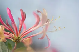 Honeysuckle: Honeysuckle